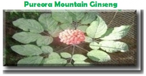 Mountain Ginseng